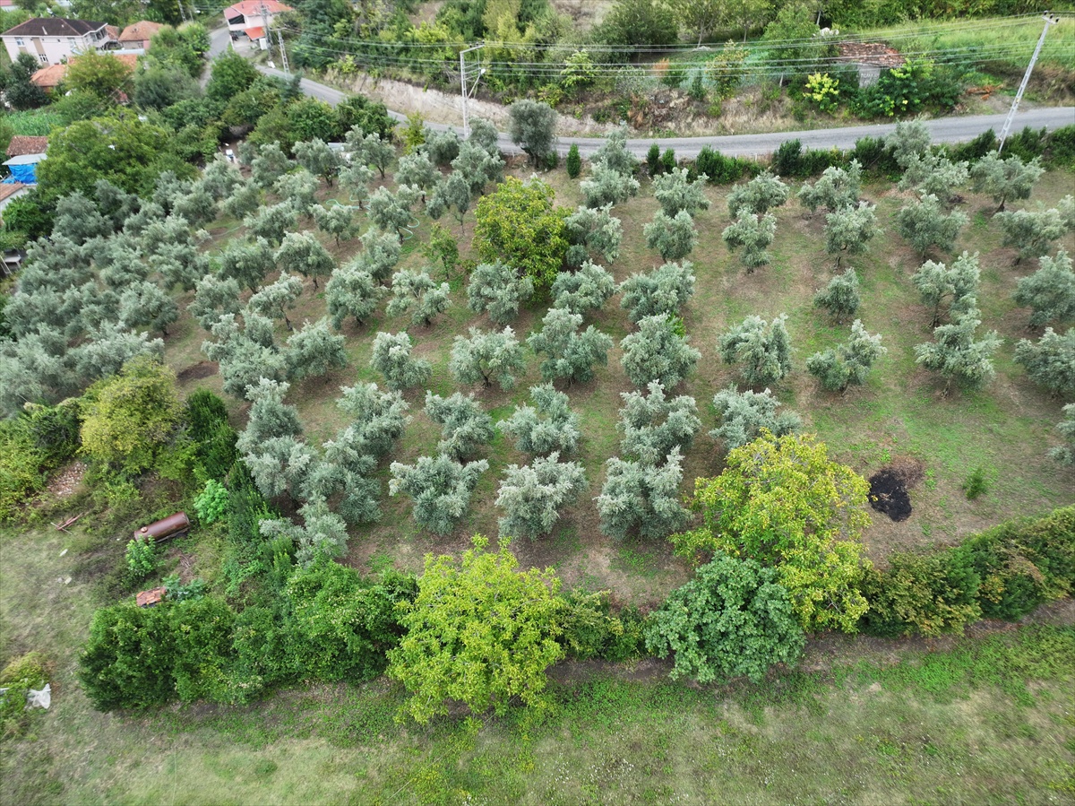 Samsun Alaçam'da kız kardeşler babalarının 90 zeytin ağacını üretime kazandırdı