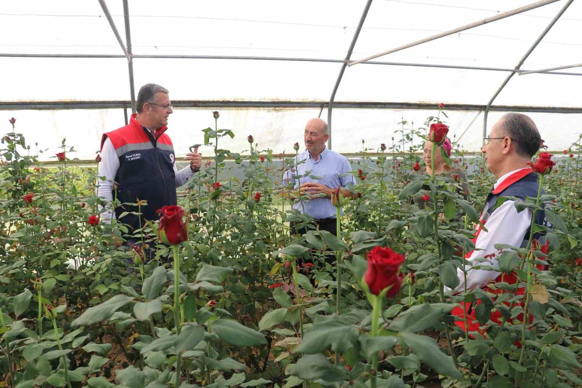 Samsun'da 92 dekarda kesme çiçek üretimi yıllık 7 milyon adedi geçti