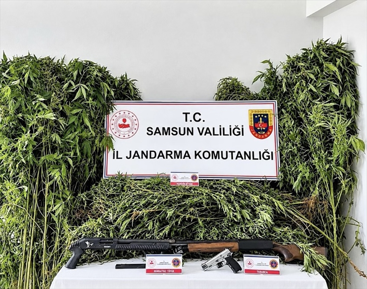 Samsun Salıpazarı'nda 2 şüpheli gözaltına alındı, 756 kök Hint keneviri ele geçirildi