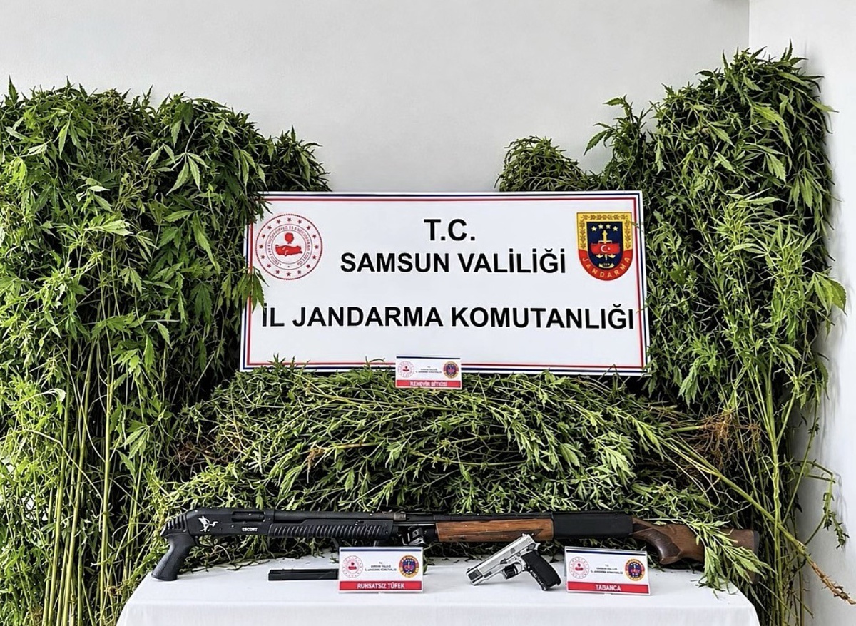 Samsun Salıpazarı'nda 756 kök kenevir ele geçirildi, 2 şüpheli gözaltına alındı