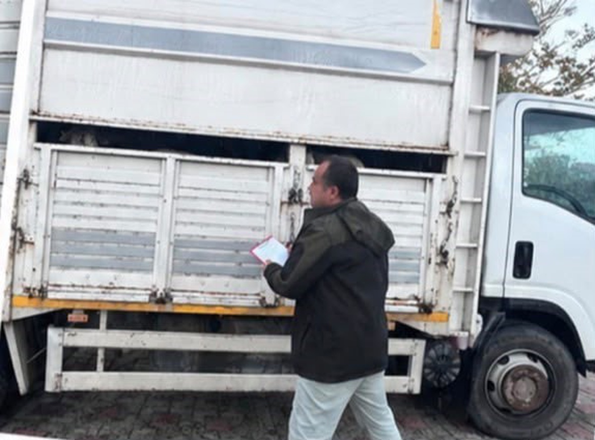 Sapanca'da 11 küçükbaş hayvanı belgesiz sevk edenler hakkında yasal işlem başlatıldı
