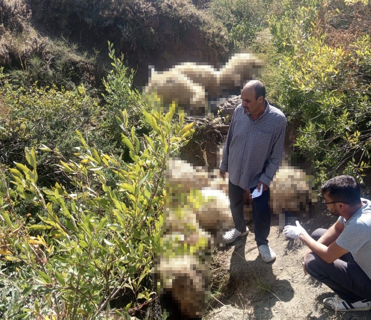 Tunceli Ovacık'ta yaylada paniğe kapılan sürüdeki izdiham 40 koyunu telef etti