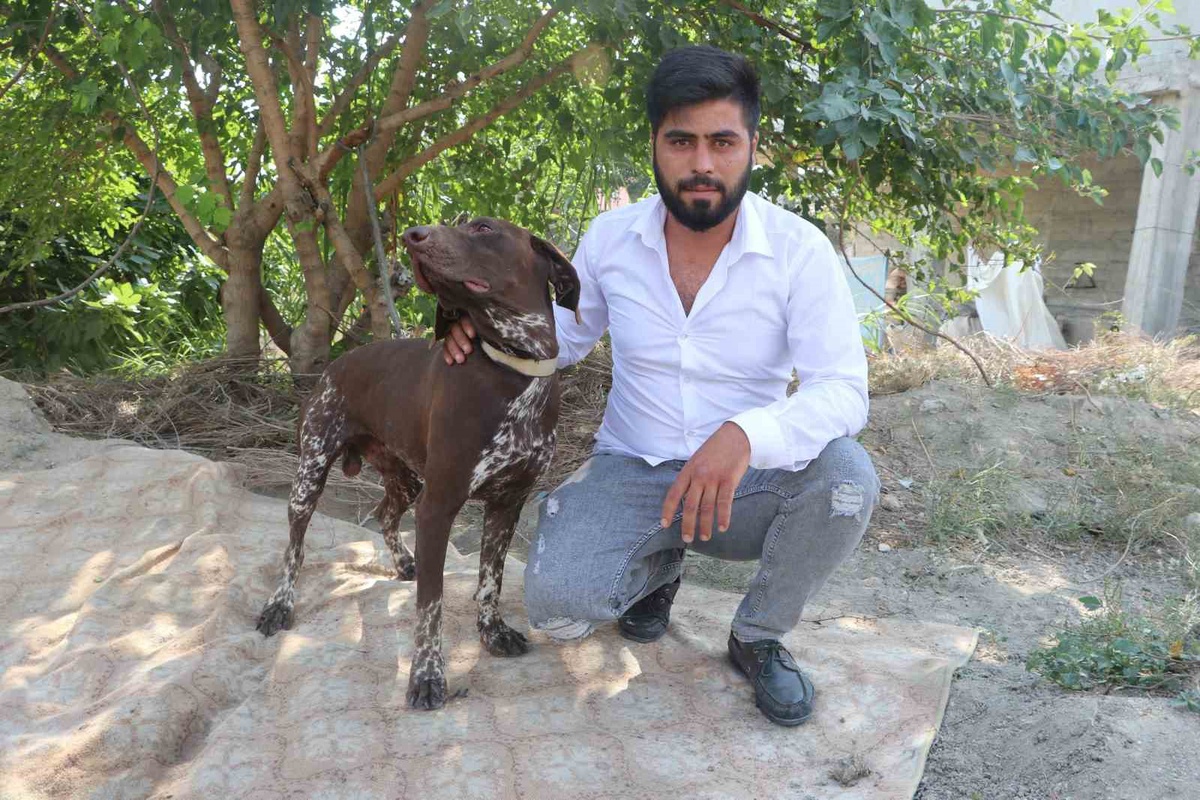 Adana Sarıçam'da komşu, çiftçinin köpeğini sopayla darbetti; olay kameraya yansıdı