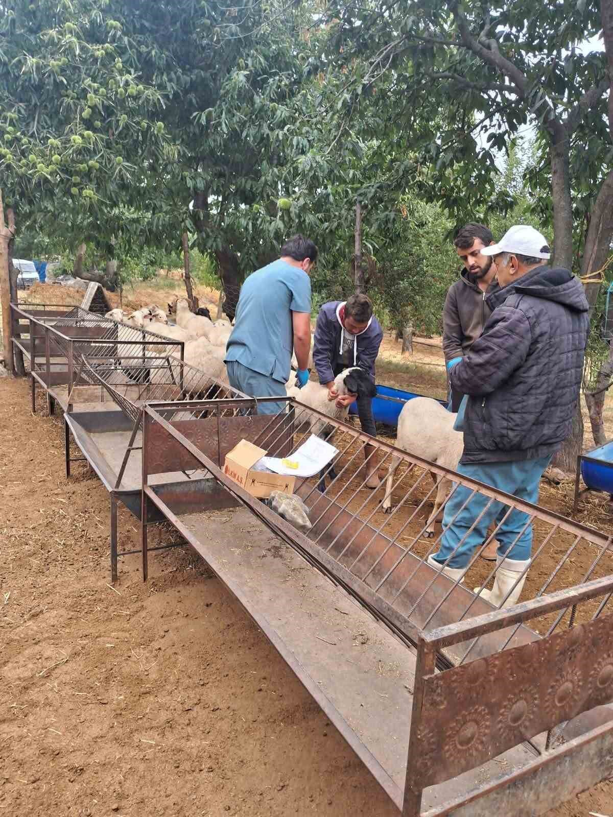 Aydın Köşk'te koyun ve keçilere küpeleme ile çiçek ve veba aşısı yapılıyor
