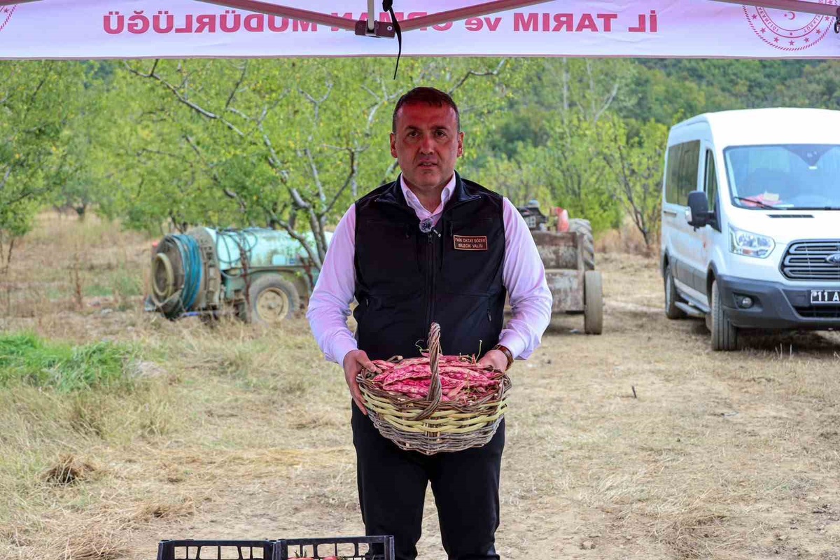 Bilecik’te 3 bin 700 dekarda barbunya hasadı başladı, 4 bin 500 ton hasat bekleniyor