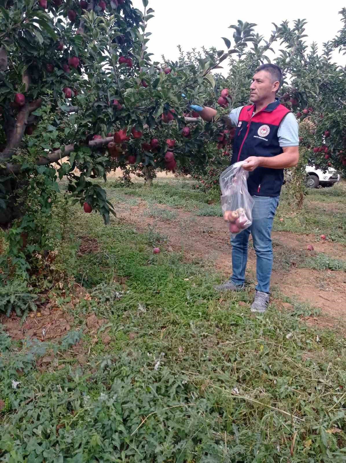 Denizli Çivril’de elma bahçelerinde hasat öncesi pestisit kalıntısı kontrol ediliyor