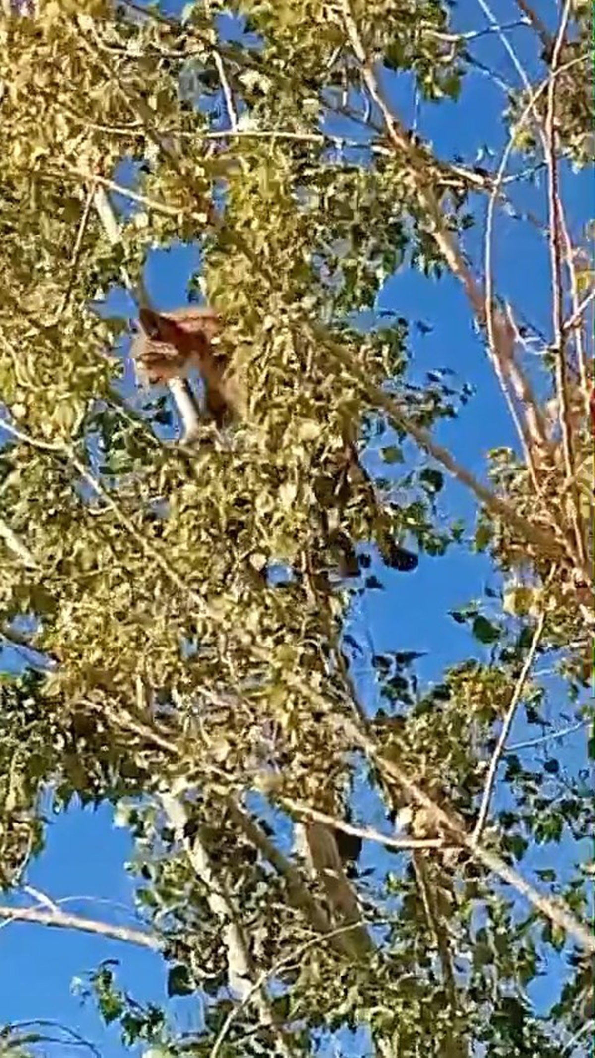 Elazığ Kovancılar'da IUCN kırmızı listesindeki 4 vaşaktan biri görüntülendi