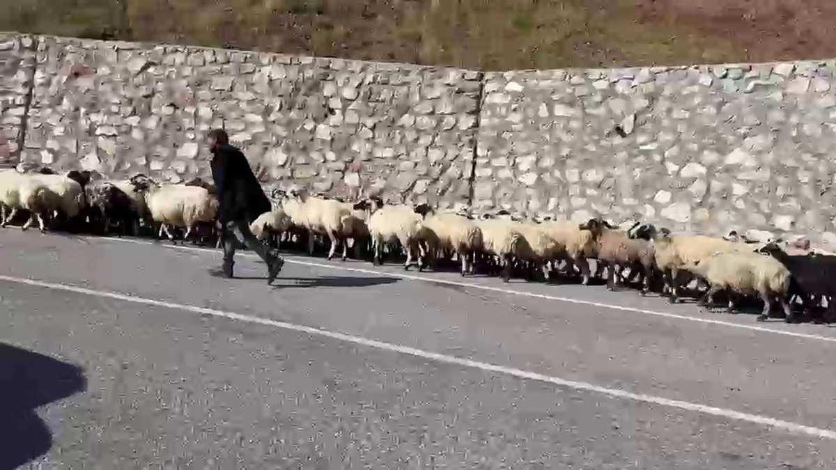 Erzurum'da göçerlerin dönüşü Palandöken Geçidi'nde sürü yoğunluğu oluşturdu