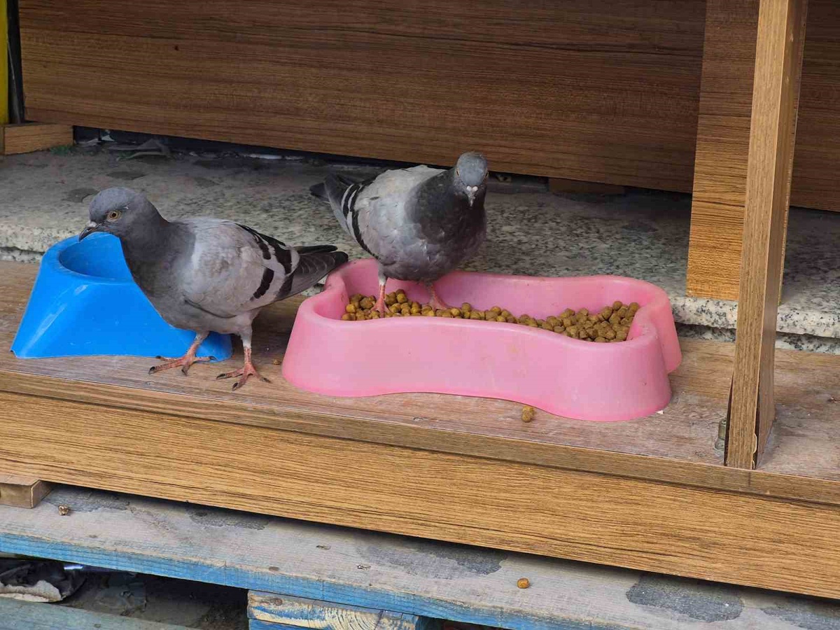 Eskişehir’de soğukta acıkan güvercinler petshop önündeki kuru kedi mamalarını yedi