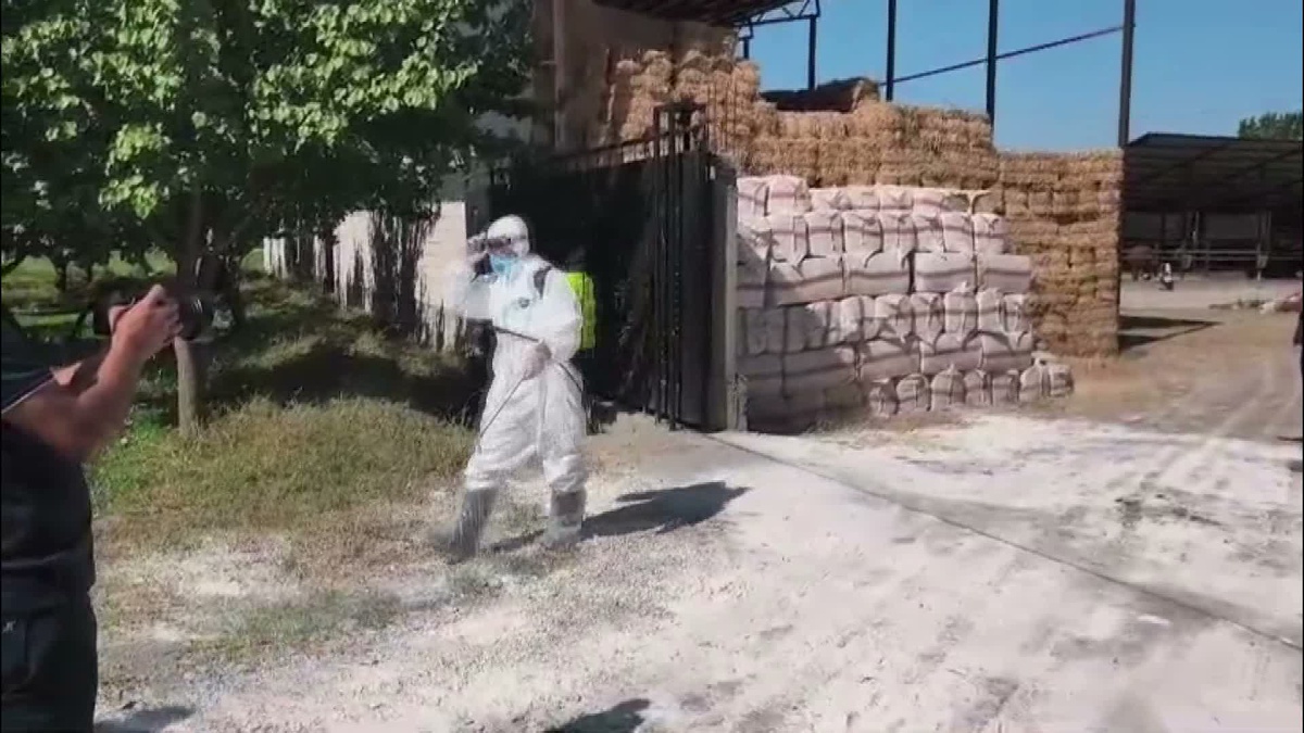Iğdır'da şap hastalığına karşı 60 binden fazla büyükbaş aşılandı