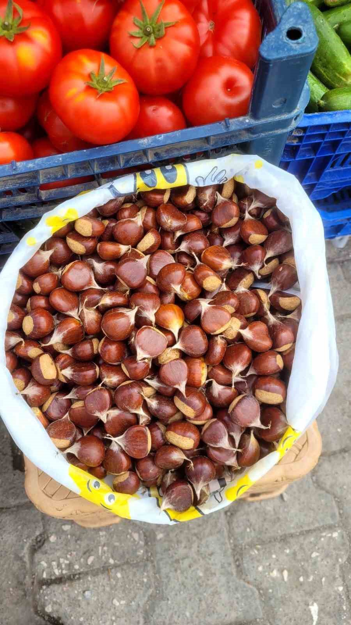 İnebolu'da kestane hasadı başladı, kilogramı 400 liradan satılıyor
