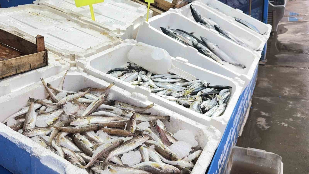 Karaburun'da palamut bolluğu yaşanıyor, tane 100 liradan satılıyor