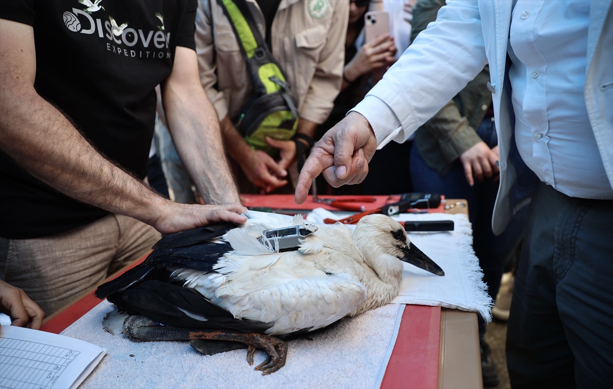 Sinop'ta takibe alınan üç leylek yavrusundan ikisi Mısır'da, biri Suriye'de bulunuyor