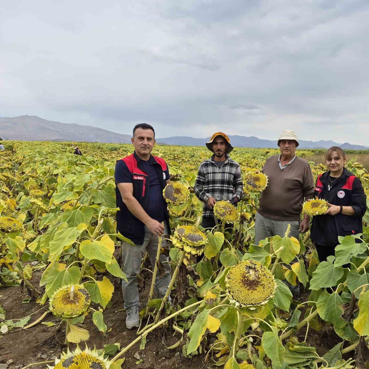 Bayburt Aydıntepe'de 350 dekar ayçiçeğinde hasat öncesi tarla kontrolü yapıldı