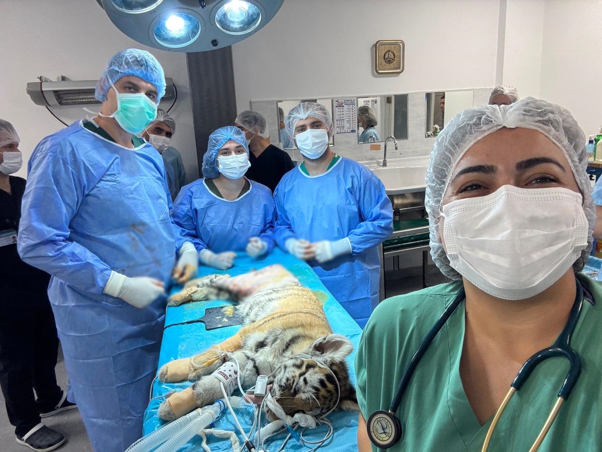 Bursa'da femur kırığı olan 3 aylık Amur kaplanı ameliyatla sağlığına kavuştu