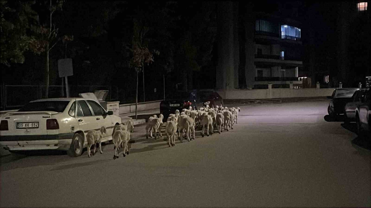 Çorum'da ağılın kapısını kıran koyunlar bulundu