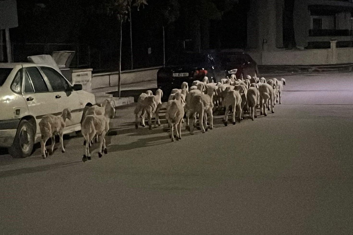 Çorum'da kapıyı kırıp kaçan koyunlar sokak sokak aranıp boş arazide bulundu