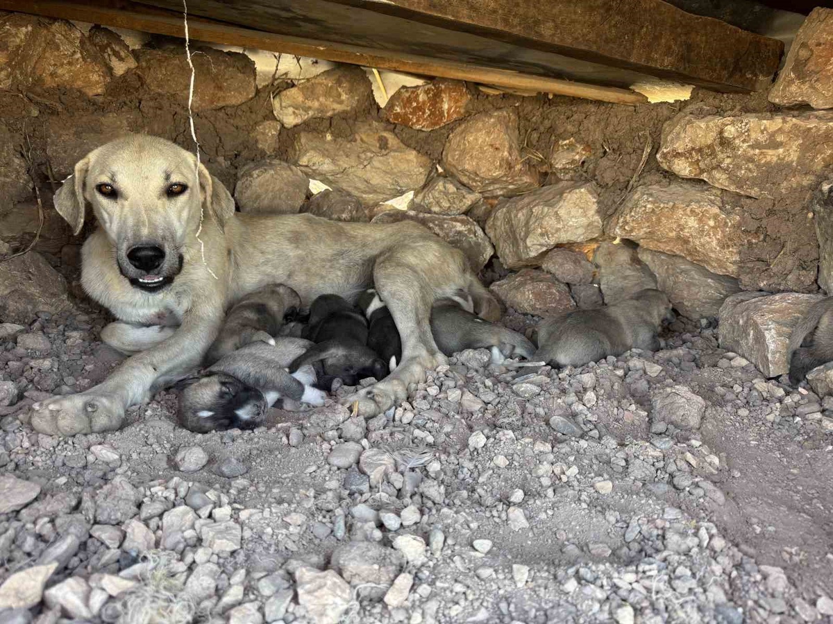 Diyarbakır Sur'da taşlar arasına sıkışan iki yavru köpek kurtarıldı