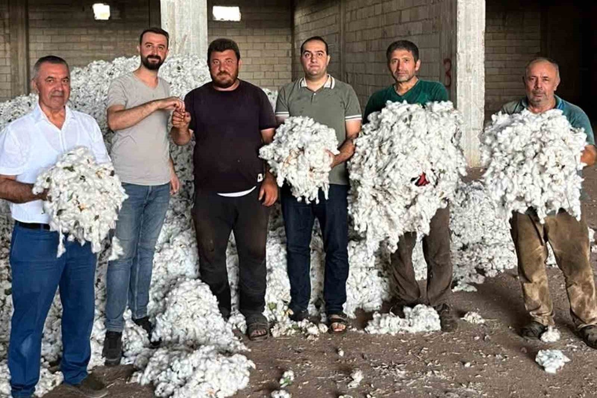 Gaziantep Araban'da 5 bin dönümde pamuk hasadı başladı, ilk ürüne altın verildi