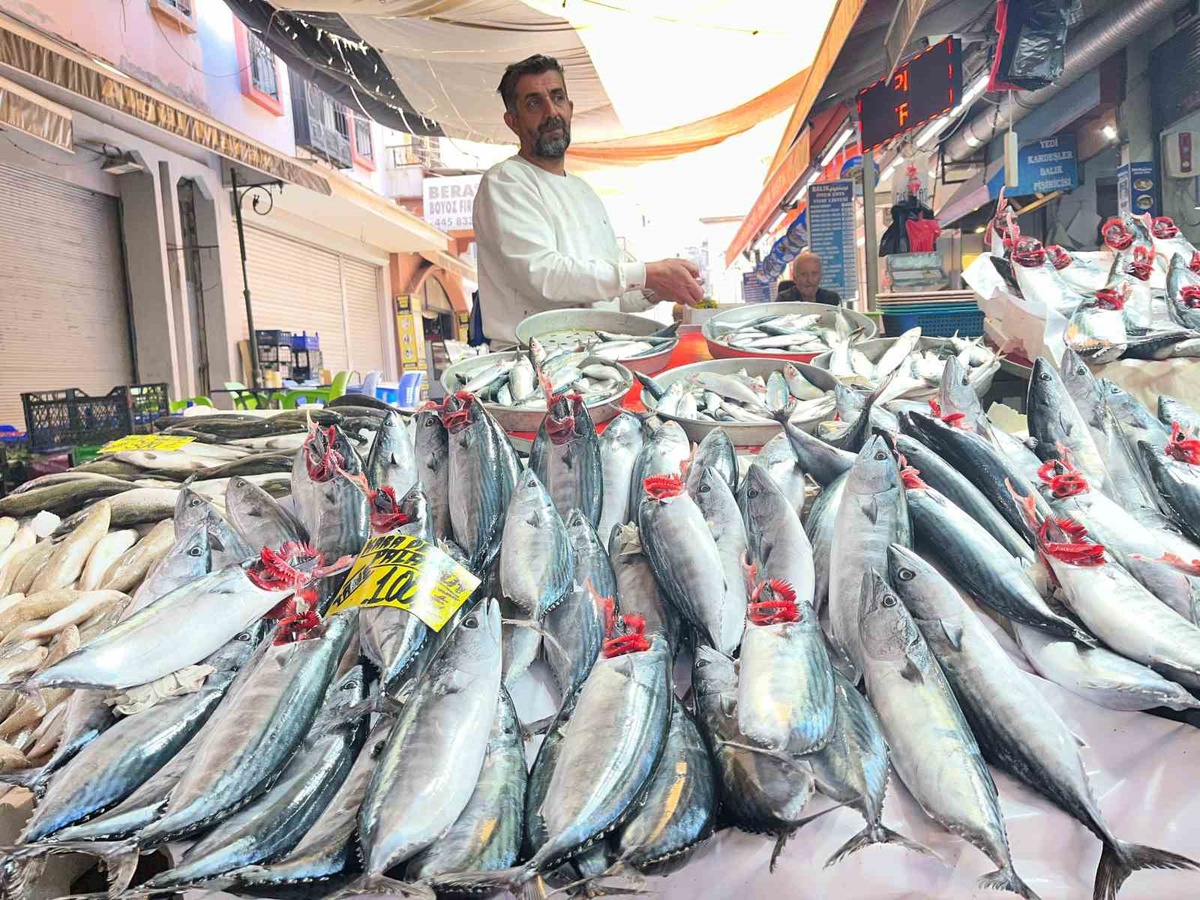 İzmir'de palamut bolluğu yaşanıyor, tanesi 100 liradan alıcı buluyor