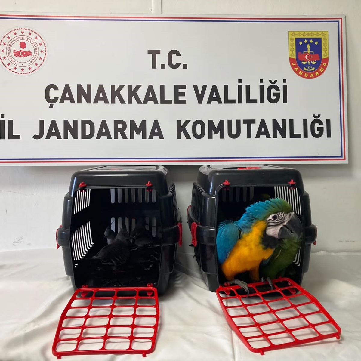 Jandarma, Çanakkale 1915 Köprüsü gişelerinde 9 egzotik kuşu ele geçirdi