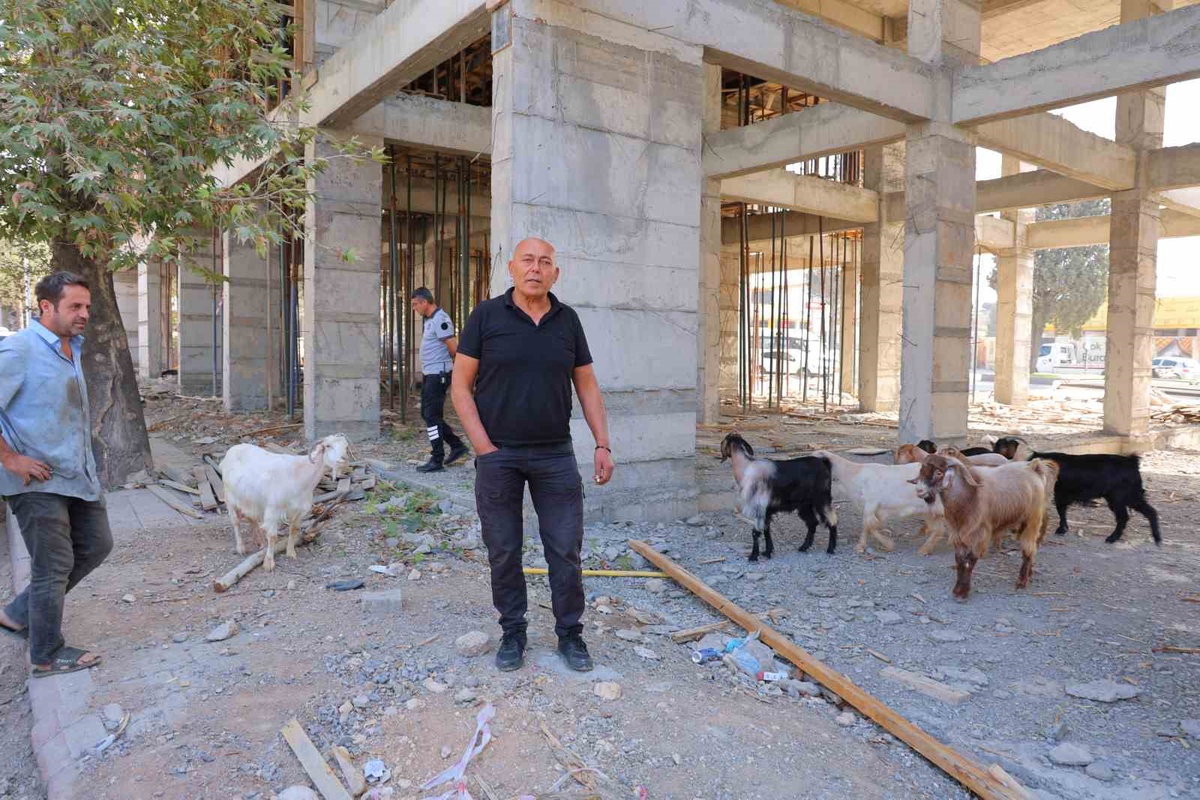 Kahramanmaraş'ta inşaatta bulunan 9 keçi için esnaf sahibini arıyor