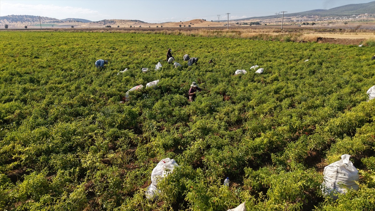 Kahramanmaraş'ta tescilli Maraş biberi hasadı başladı, 22 bin ton rekolte bekleniyor