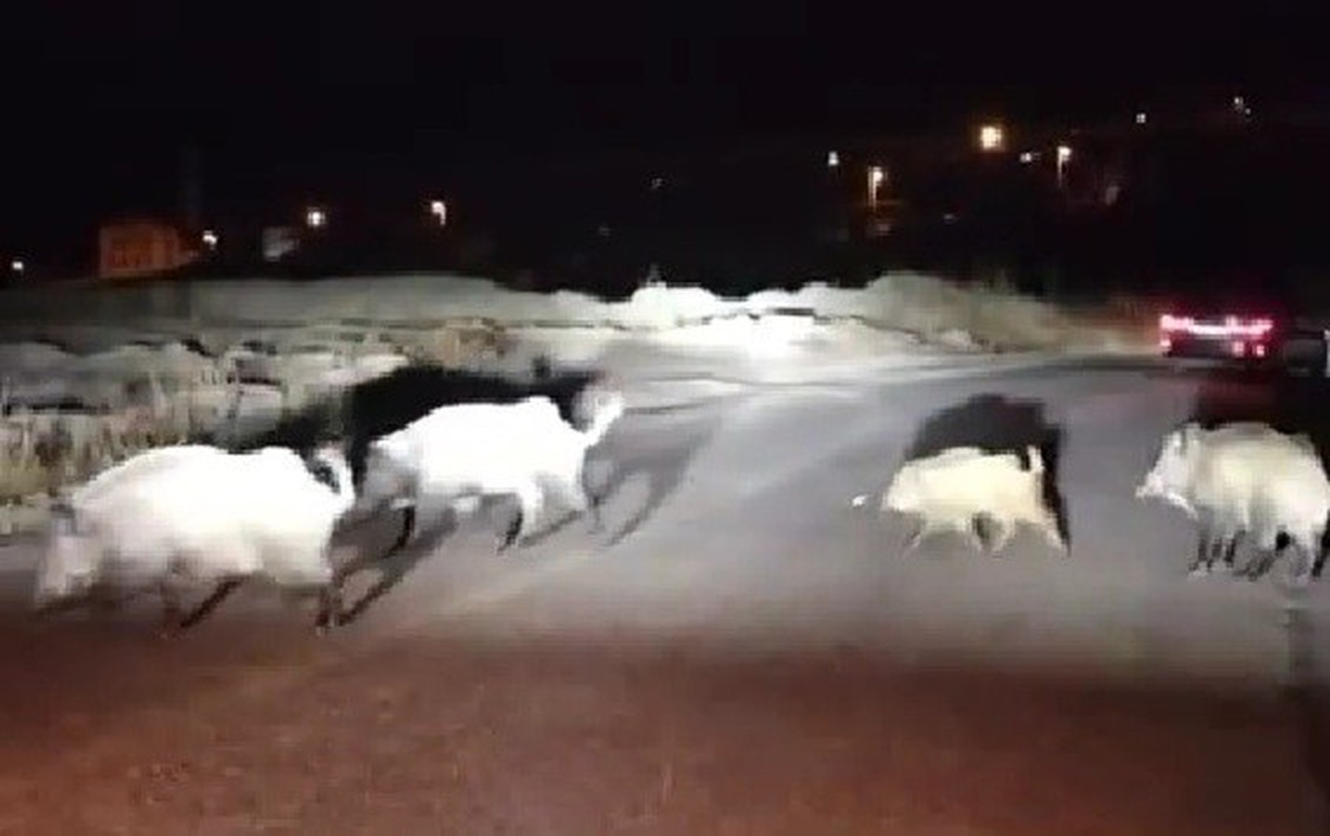 Karabük'te yaban domuzu sürüsü gören kadın sürücü yavru domuza yol tarif etti