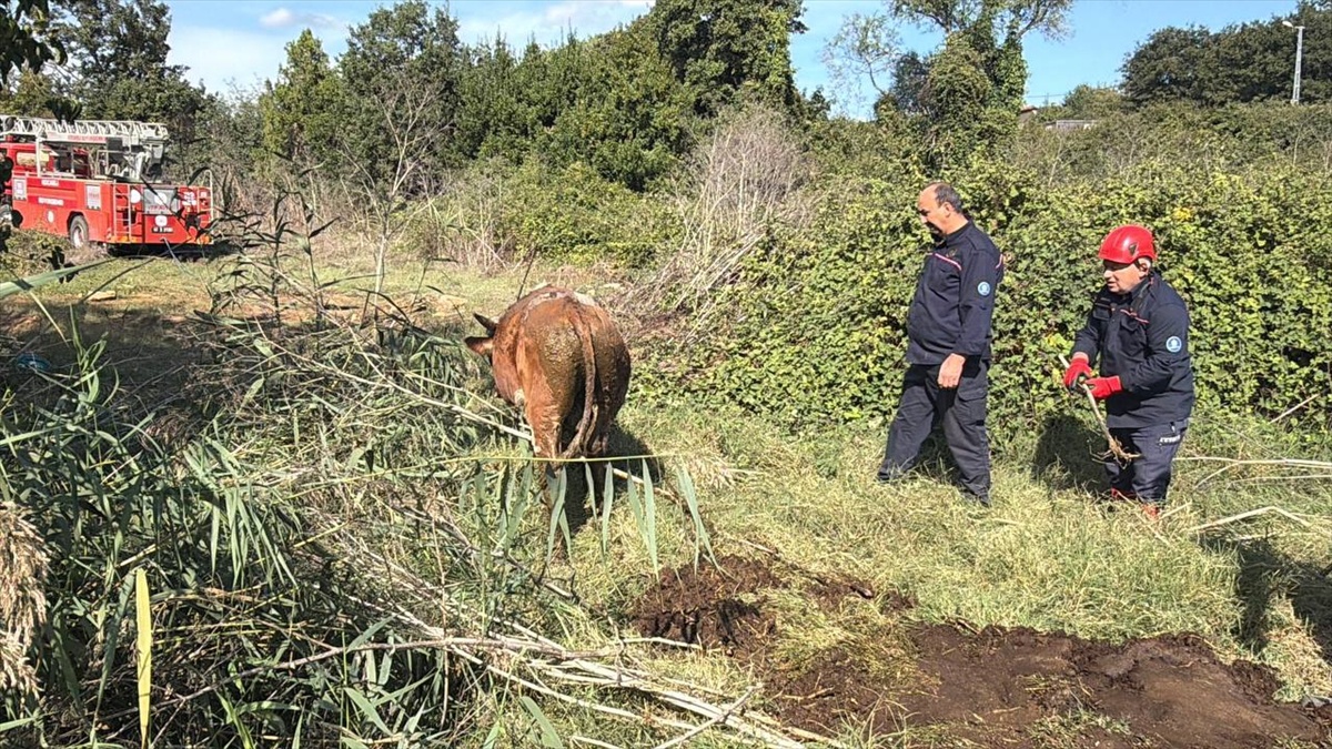 Kocaeli Gebze'de çobandan kaçan 2 büyükbaş bataklıkta mahsur kaldı, itfaiye kurtardı