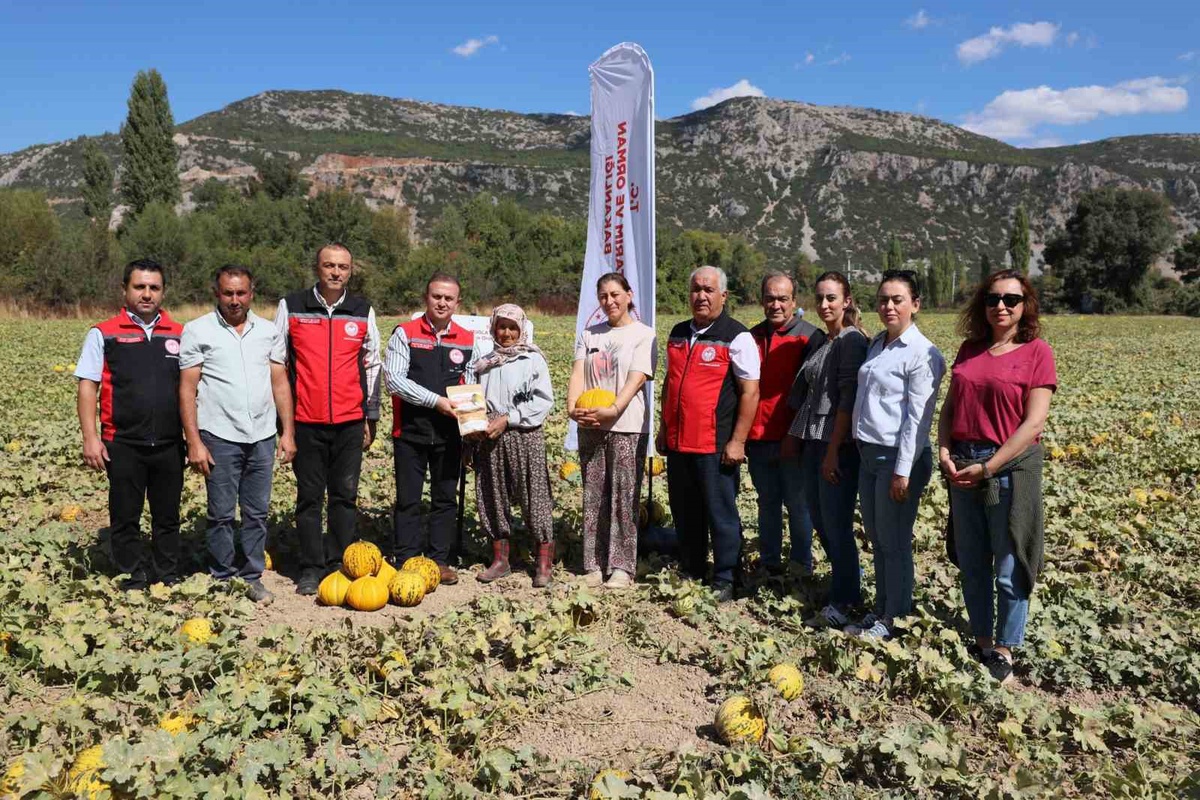 Muğla Menteşe'de Yayla kavunu ve Ata tohumu sebzelerinin hasadı yapıldı