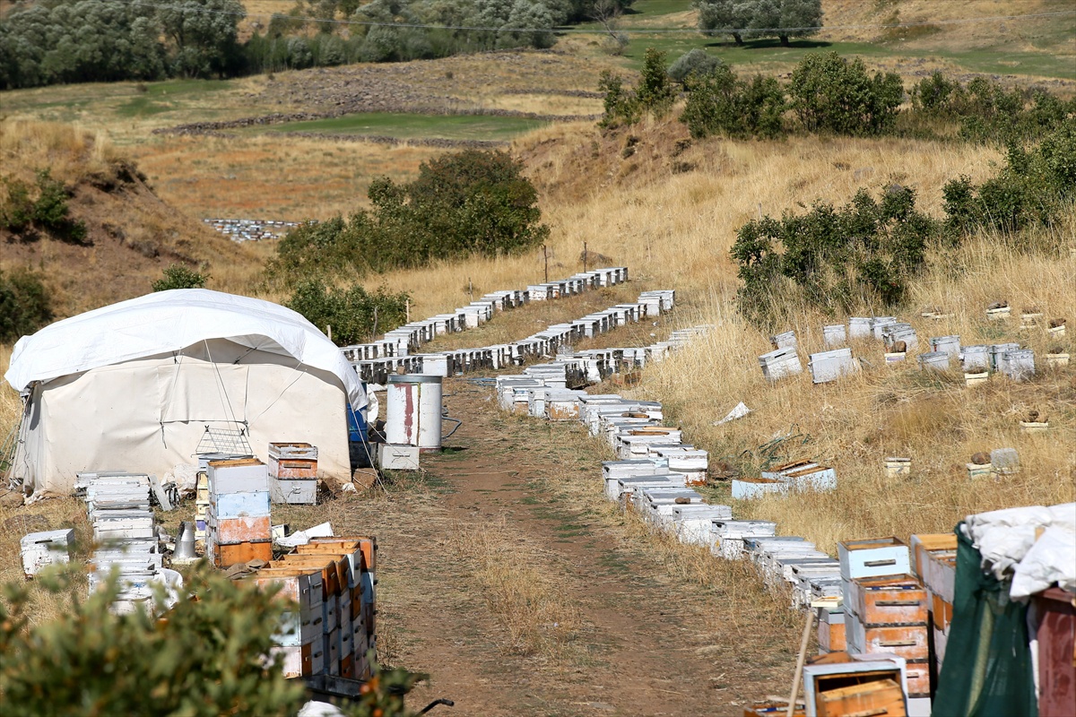 Muş Varto'da arıcı çift 40 yıldır arıcılıkta bu yıl 600 kovandan 8 ton bal hasat etti