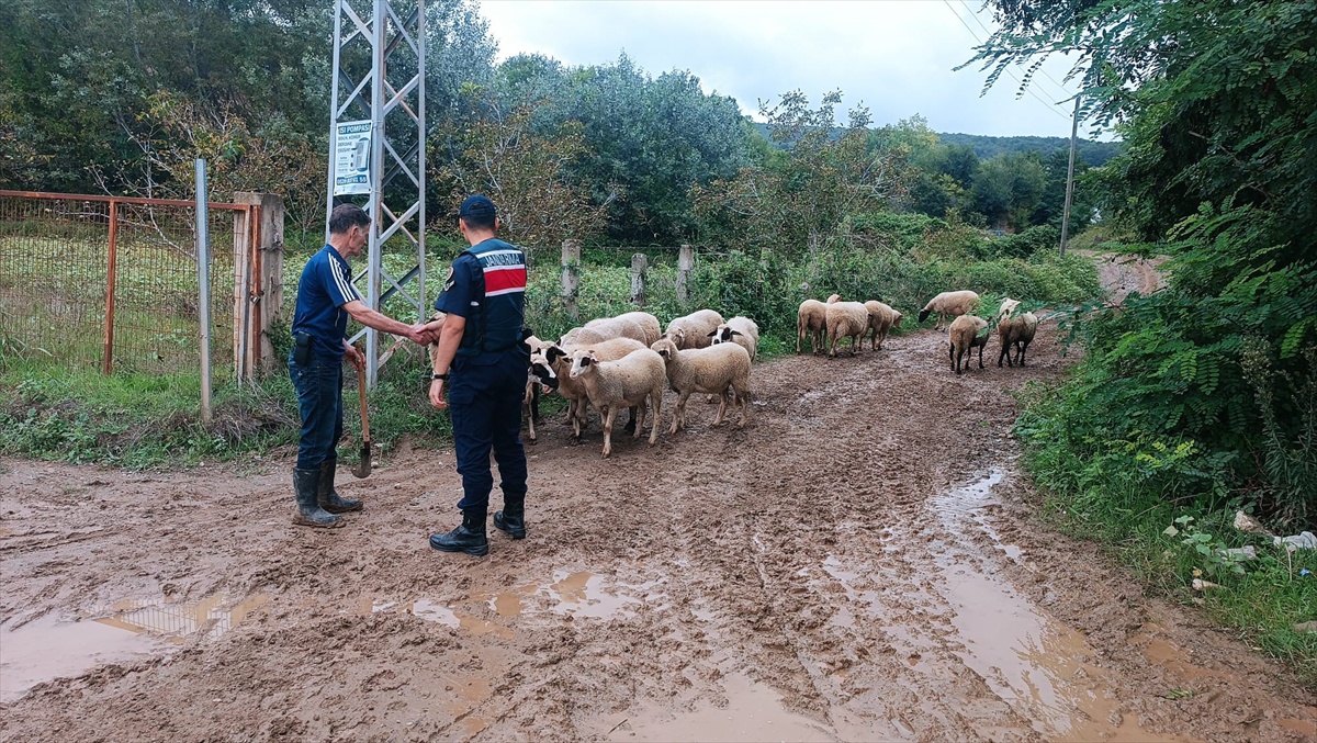 Samsun Bafra'da kaybolan 17 küçükbaş hayvan jandarmanın dronlu aramasıyla bulundu