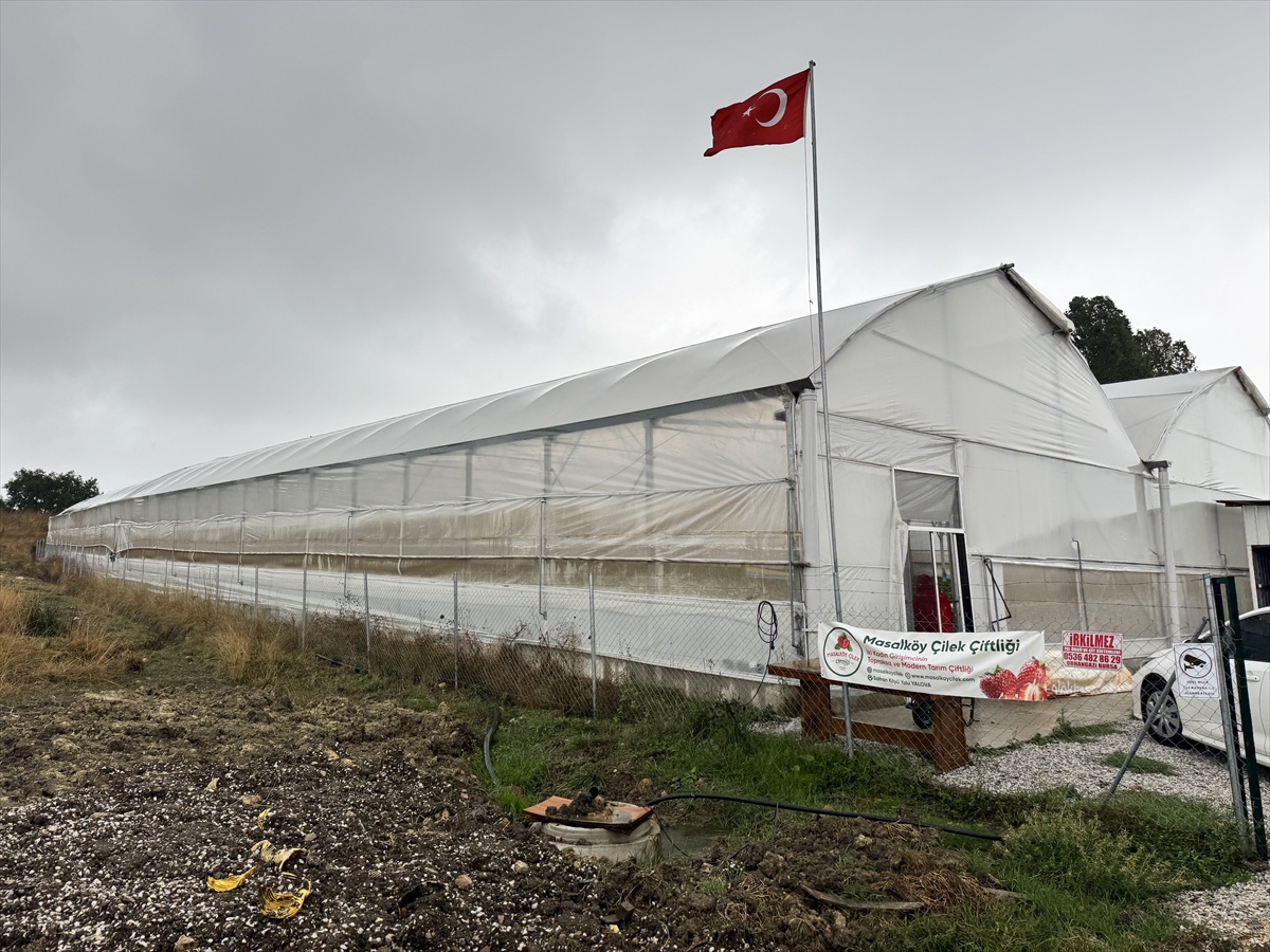 Yalova'da iki girişimci kadın, 2 bin 200 metrekarelik serada çilek üretiyor