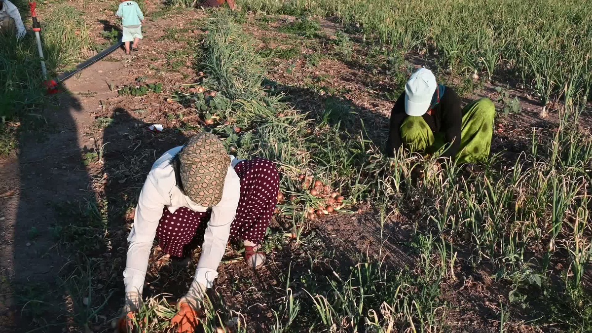 Yozgat Aydıncık'ta pembe kök hastalığına karşı mikrobiyal uygulama olumlu sonuç verdi