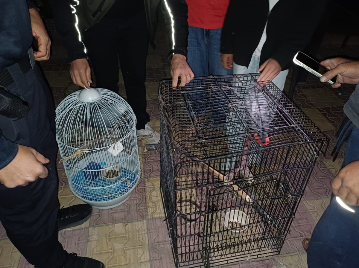 Aksaray'da 2 Afrika gri papağanı satışa çıkaran kişiye 30 bin lira ceza kesildi