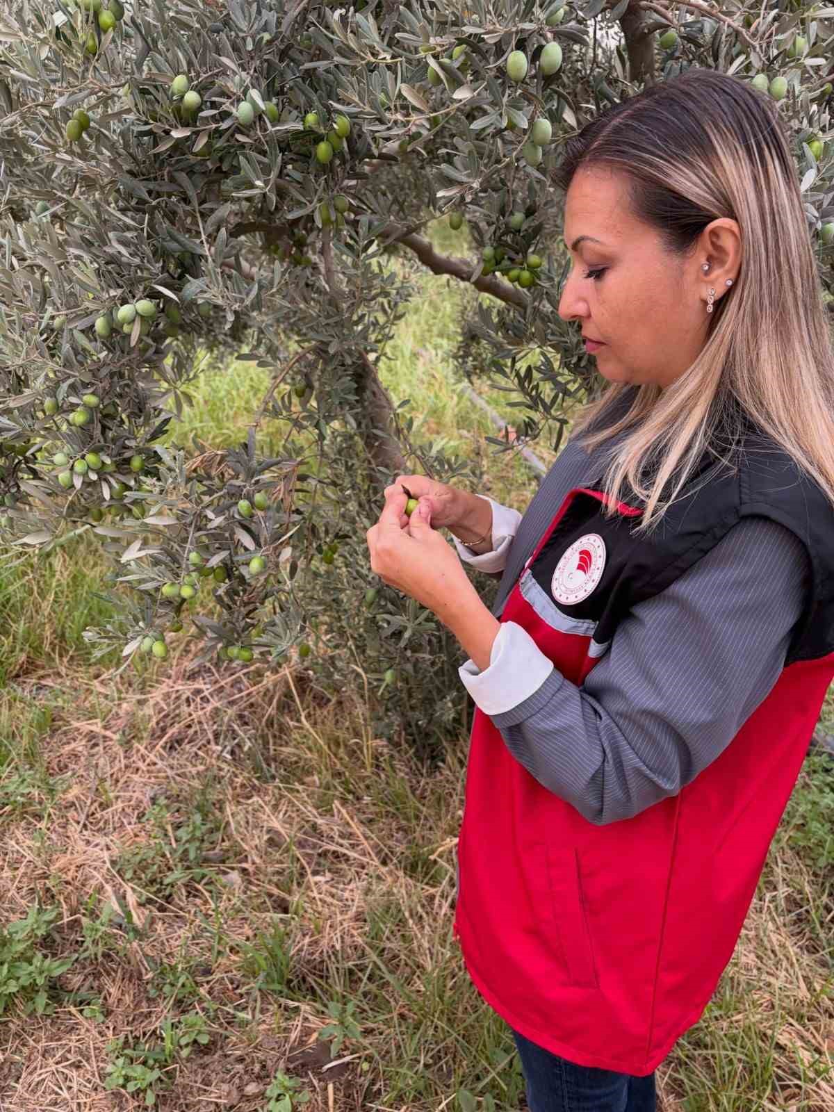 Burhaniye’de İlçe Tarım ekipleri hasat öncesi zeytin sineği vuruk sayımını artırdı