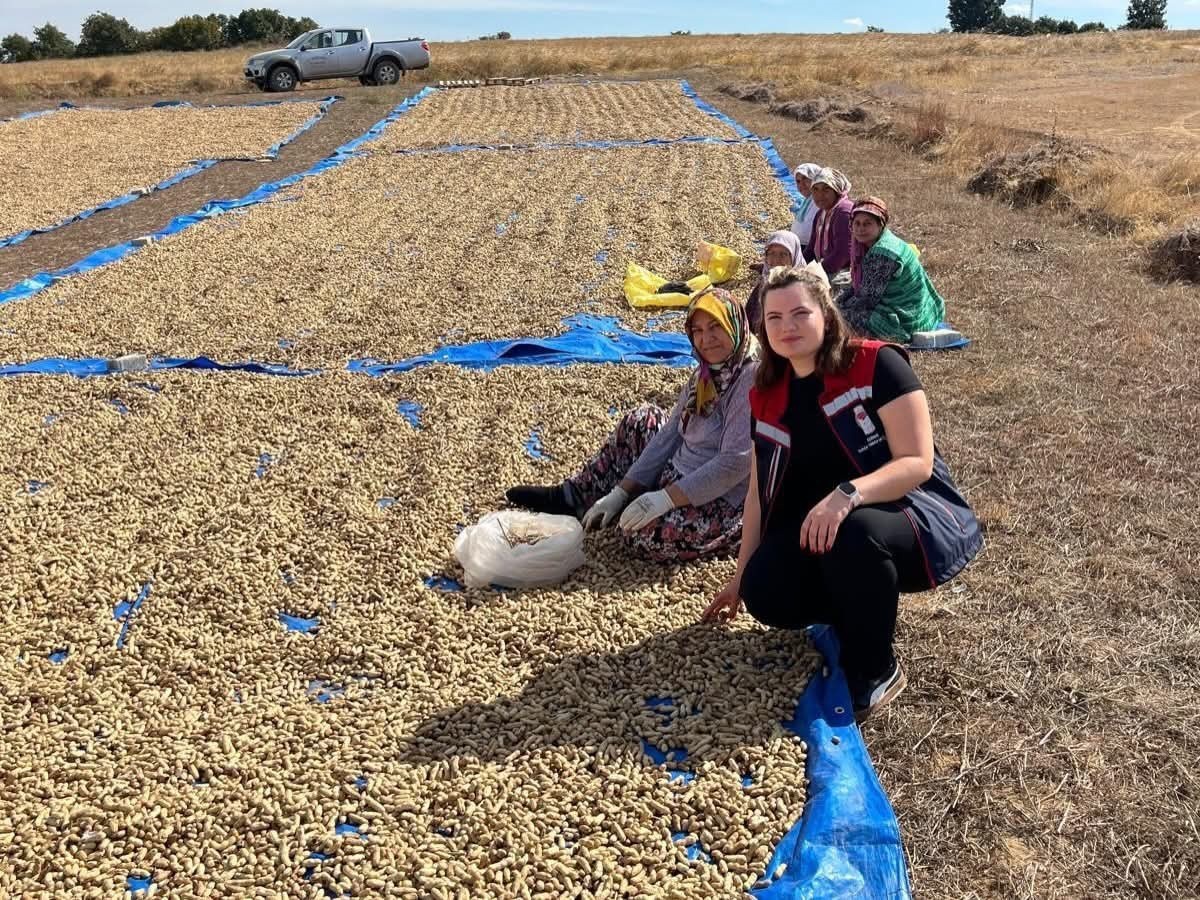 Edirne Meriç'te 3 köyde 1.400 dekarda yer fıstığı hasadı başladı
