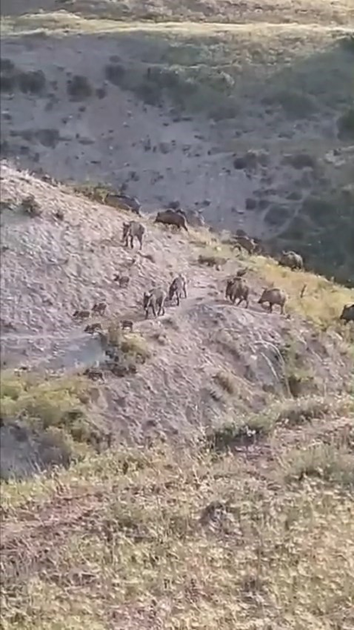 Elazığ Kovancılar’da domuz sürüsü, köpekler kovalayınca koşarak gözden kayboldu