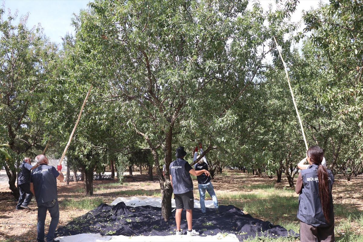 Gaziantep'te Kurtuluş Ormanı'nda badem hasadına yabancı gönüllüler katılıyor