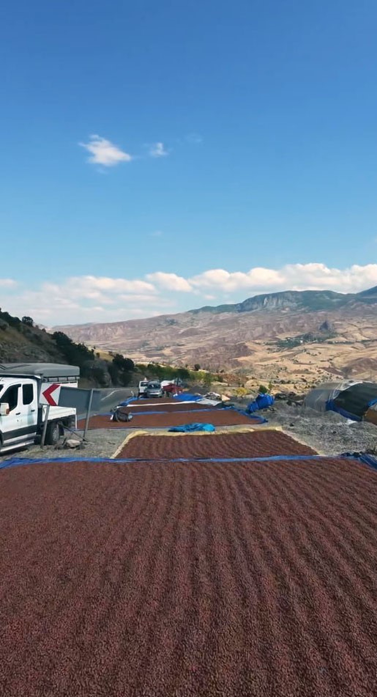 Giresun’da fındık üreticileri yağış nedeniyle kurutmayı iç kesimlere taşıdı