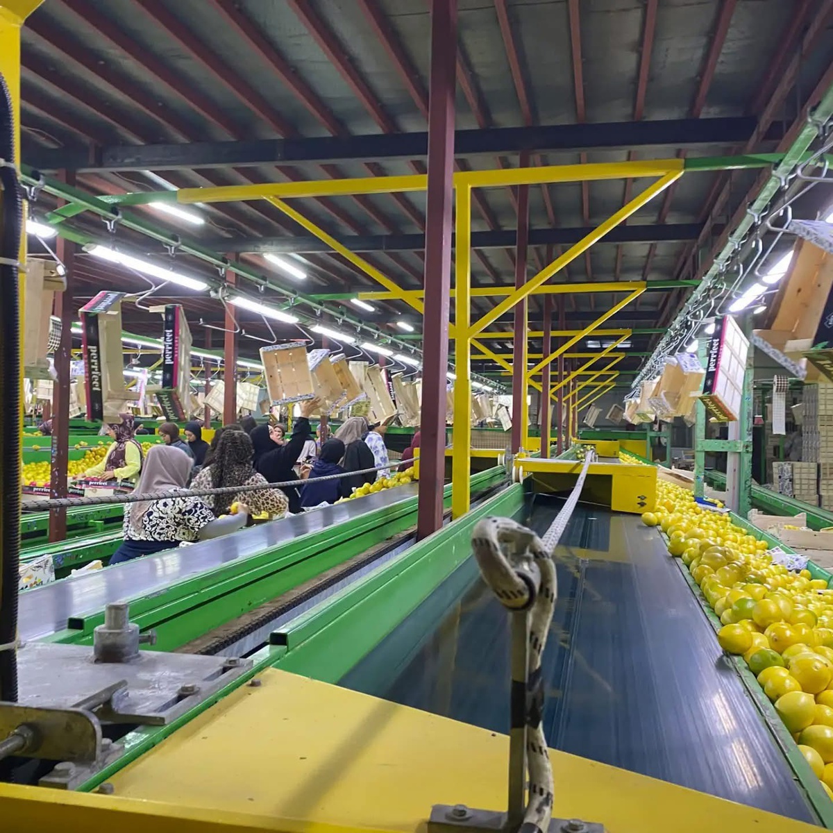 Hatay'da yurt dışına gönderilen Mayer limonlarında pestisit için numune alma sürüyor