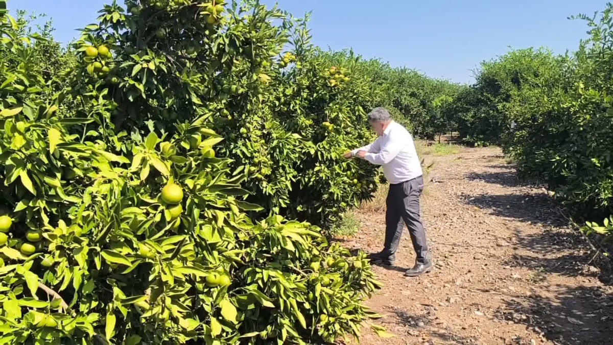 Hatay Erzin'de mandalina üreticisi Özsoy markette 43-45 lirayı normal buldu