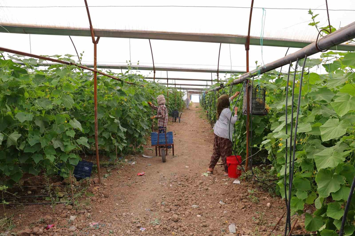 Kahramanmaraş'ta turşuluk kornişon hasadı başladı, serada kilosu 30 liraya satılıyor