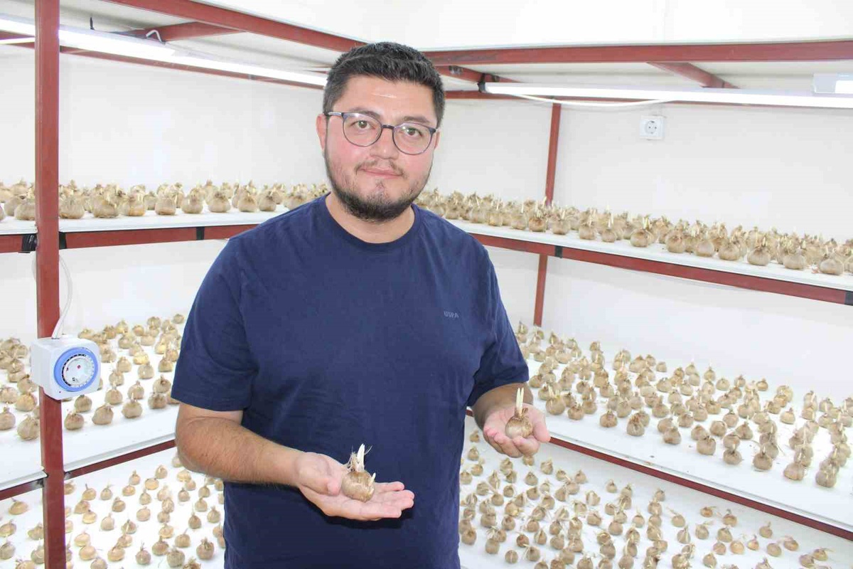Kayserili girişimci, 900 bin TL'lik safranı Kayseri'de ilk kez yetiştirmeye başladı