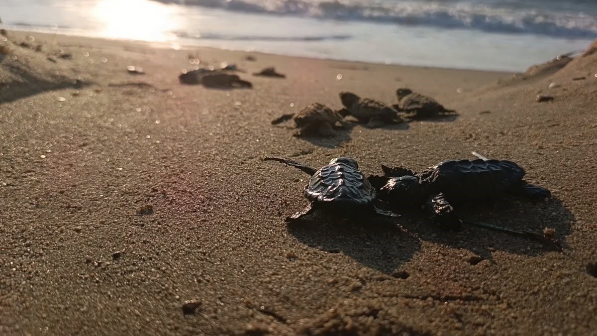 Kuşadası'nda sel suları altında kalan caretta yuvasından 67 yavru denize ulaştı