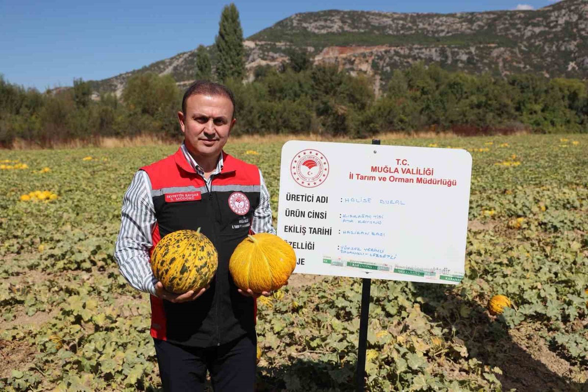 Menteşe'deki Karabağlar Yaylası'nda yayla kavunu ve ata sebzeleri hasat edildi