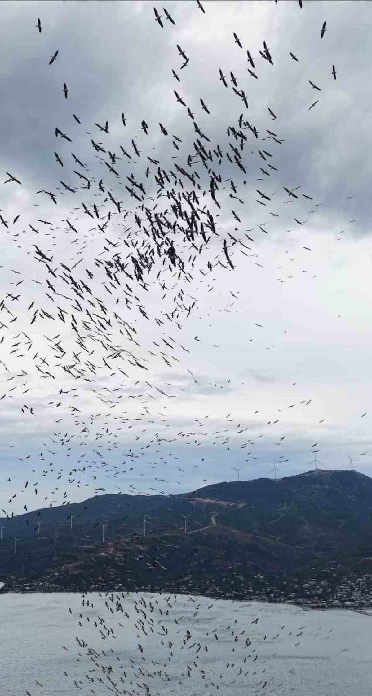 Balıkesir Paşalimanı açıklarında yüzlerce kuşun senkronize uçuşu dronla görüntülendi