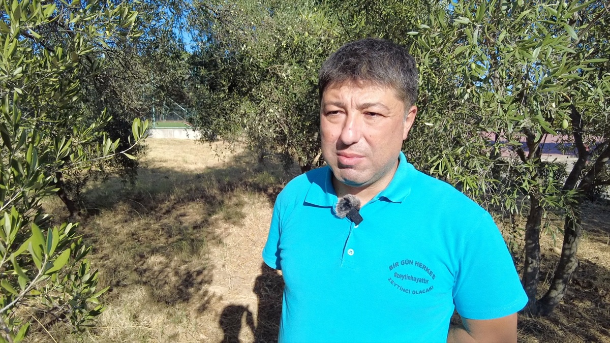 BAÜN'lü Kıvrak, zeytin hasadında ortaklaşa ve makineli yöntemi önerdi
