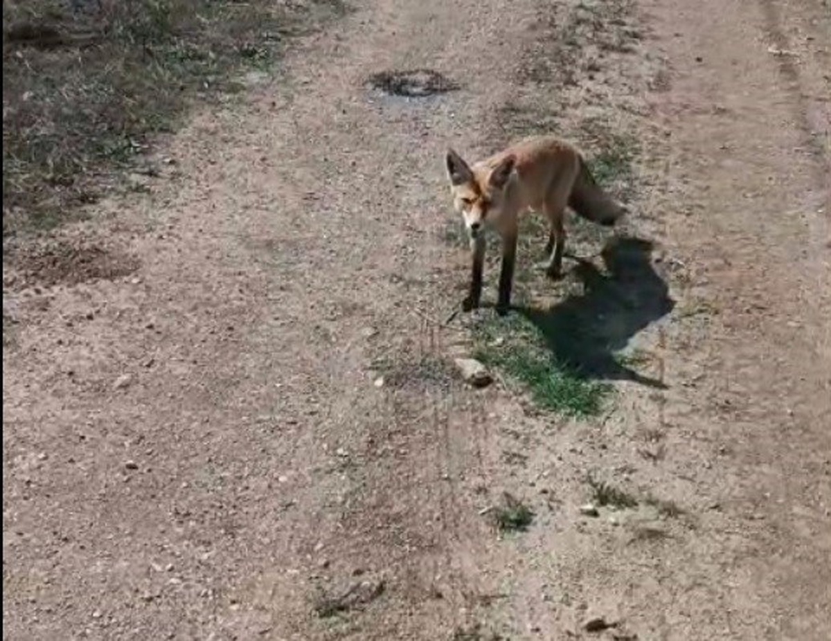Bayburt'ta 'Mazlum' adlı tilki, ekmek getiren vatandaşı her gelişinde bekliyor