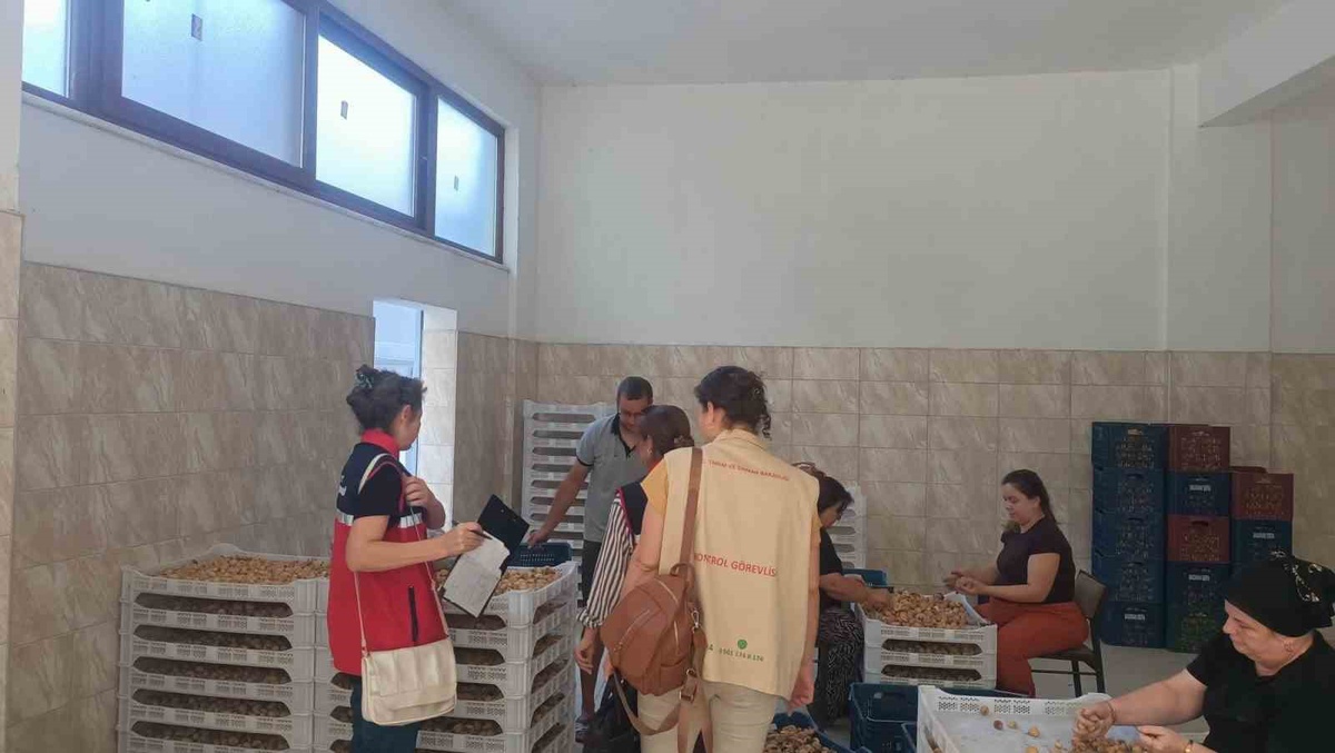 Bozdoğan'da AB tescilli Aydın inciri için saha denetimi sürdürülüyor